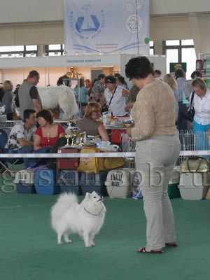 Little Yokohama Kenzo   