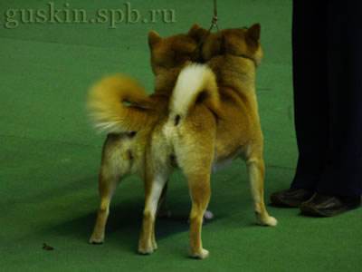 , Vormund To Russia With Love  Asite Imasski Des —    !