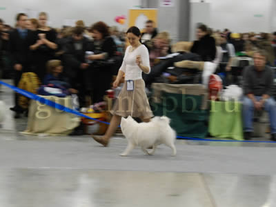 ,  , AGRARIUM QIABEL OF ACCEL -  - (, CW, CACIB)