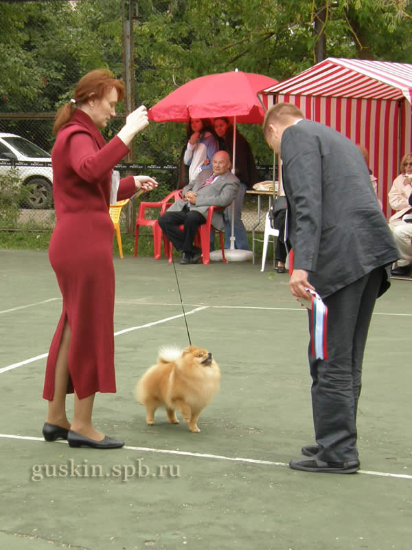  -2008:     (   ARZENLAND PITER PEN).  Dusan Paunovic ()
