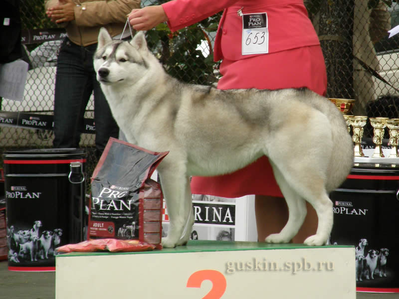  -2008:   ,   KARNOVANDAS  BALTIC  PEARL (II )