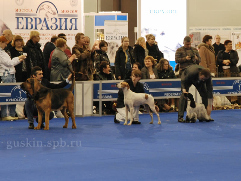 -2009-1 -  BEST IN SHOW:  CILGWRI MORNING STAR,   TARO DEL DUDA,    ALEN ASHEN TOUR DE FRANCE (II   )