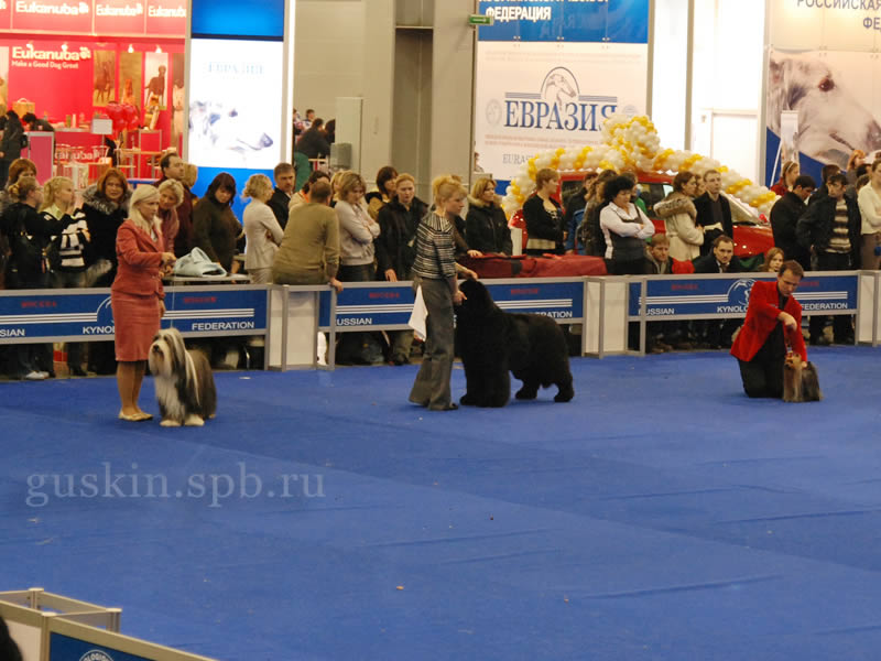 -2009-2 -  BEST IN SHOW:   SNOW STAIL ELEGANCE (II ),  POISON OR HONEY KING OF HELLULAND,   HOCUS POCUS WILD FANTASY (I )