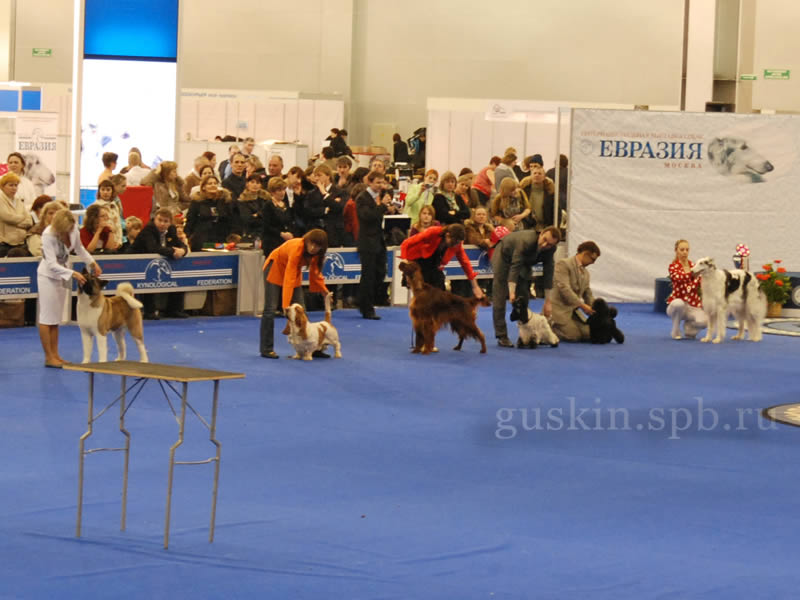 -2009-2 -  BEST IN SHOW:   TUIREANN KONIGIN DER NACHT AT MELODOR,   GRAND TWINTIP VANILLA SKY,    DOUBLE DREAM LOVESET DANIEL-O-DIOSKURY,    ALEN ASHEN TOUR DE FRANCE, - KUDOS SMASH DESIGN,    ATAMANKA VAN WISINSKAJA