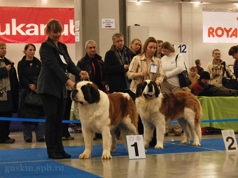 -2009-1 -   - ,   - WALKING ON SUNSHINE V.H. BORGERBOS (, , CACIB, BOB)       (-2)