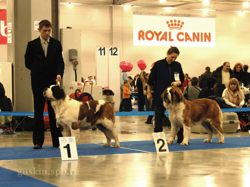 -2009-1 -   - ,  ,  - EST KALVANA AURORA (-2, RCW, RCAC, RCACIB)  HJORRINGGAARDS JOYCE (, CW, , CACIB)