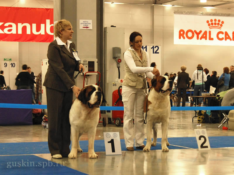 -2009-1 -   - BERNEGARDENS RED EAGLE (-1, CW, CAC, CACIB, )   NAVILOTOSH VALERY DE BURBON (, CW, CAC, RCACIB)