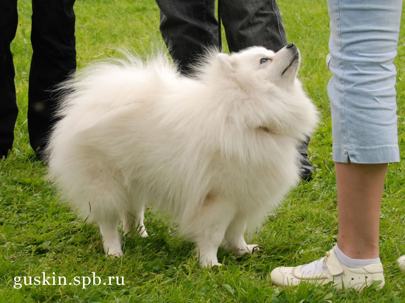   2009-1:  , ,  , Baltik Lain Tsarevich Yuki, CW, RCACIB