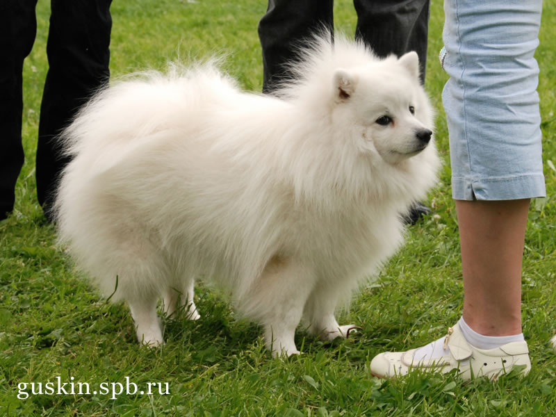   2009-1:  , ,  , Baltik Lain Tsarevich Yuki, CW, RCACIB