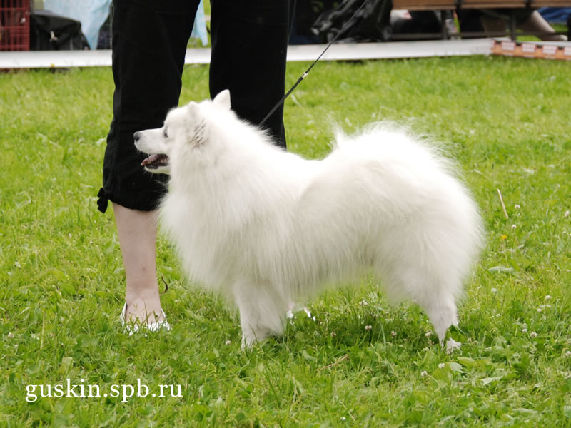   2009-1:  , ,  , Agrarium Perfekt Pejk, CW, CACIB, 