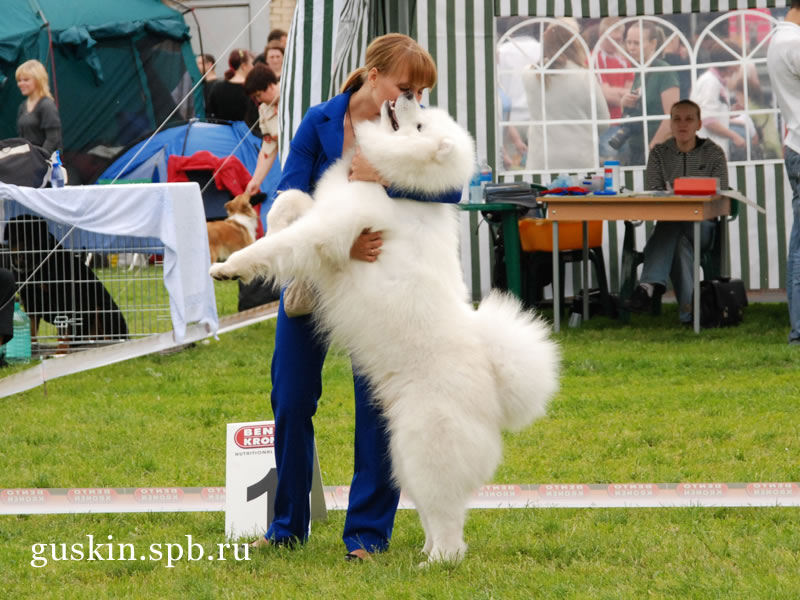   2009-1:  , ,  , Belyi Volk Povelitel Vseya Rusi, CW, , CACIB, 
