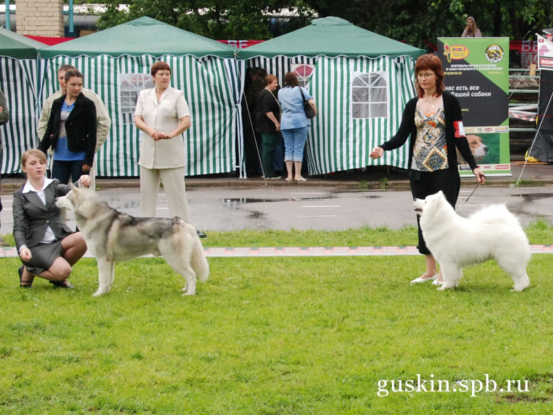 «   — 2009»:   Great Gatsby Of Siberian Lady, BIS-2,   Talvituuli Peaceful Pearl, BIS-1
