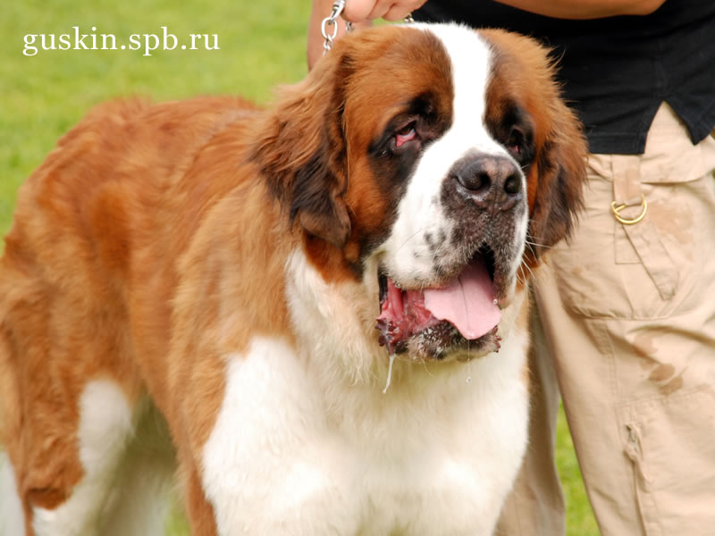   2009-2:  , ,  , Navilotosh Zhan-Mart Zhemuel, CW, CACIB, 