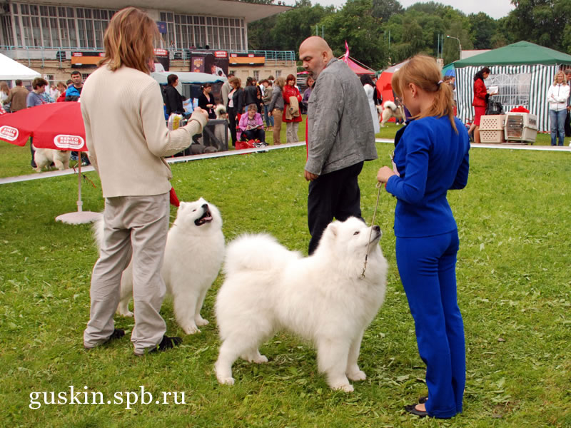   2009-2:   Belyi Volk Lel  Belyi Volk Povelitel Vseya Rusi (CW, , CACIB, ),   