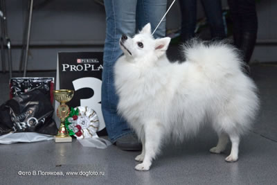  Agrarium Qiabel Of Accel, BIG-III.    (www.dogfoto.ru).