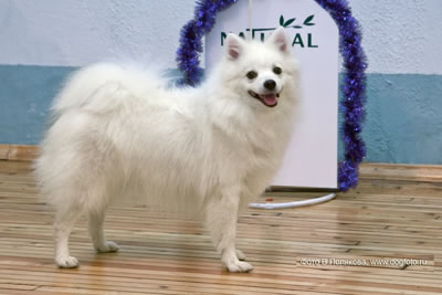   Agrarium Qiabel Of Accel.    (www.dogfoto.ru).
