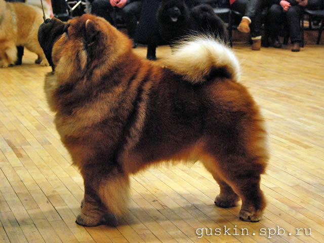   -  , 19  2011 .  .. . ,  . GRAND BOUBOU AMBER, , CW, .