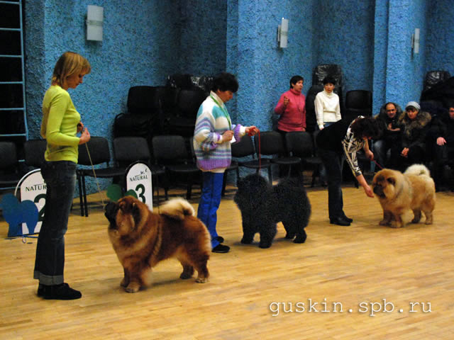   -  , 19  2011 .  .. . ,  .  GRAND BOUBOU AMBER (, CW, ),  KAMA LAKSHMI IMPERATOR (-2, RCW, )  ORLI SAN DEMON ().