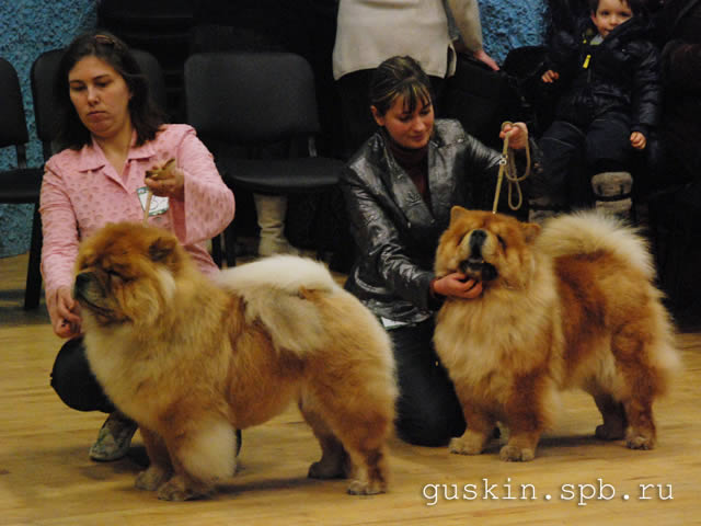   -  , 19  2011 .  .. .   . BON TRIUMPH EVROPA ()  AFINA TAI'S SHOWTIME ().