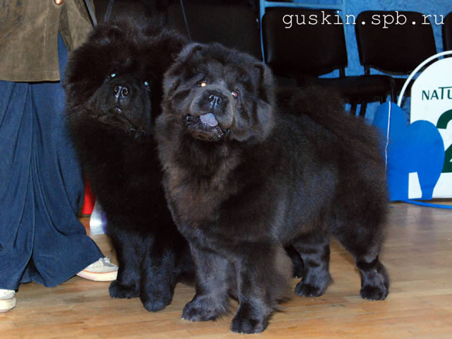   -  , 19  2011 .  .. . GRAND BOUBOU BARRYMORE x GRAND BOUBOU DARK BLUE SKY,  .