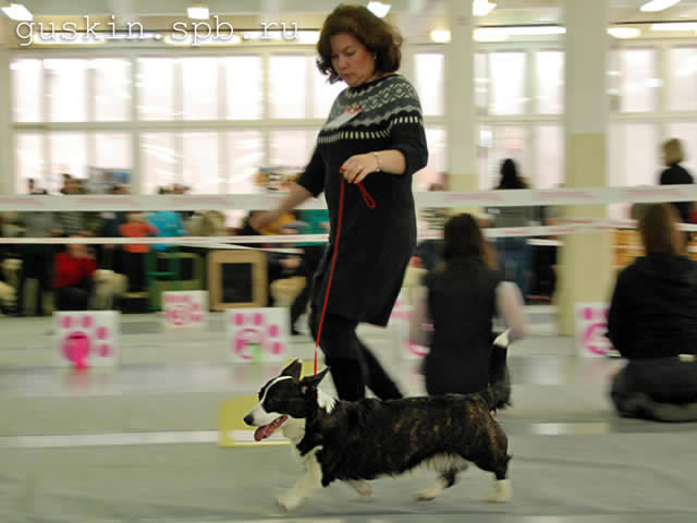   - «-», 6  2011 .  Anneli Sutela. - . ,  . VOGIE TAIL ARGENTINA, -1, CW, CC, -2.