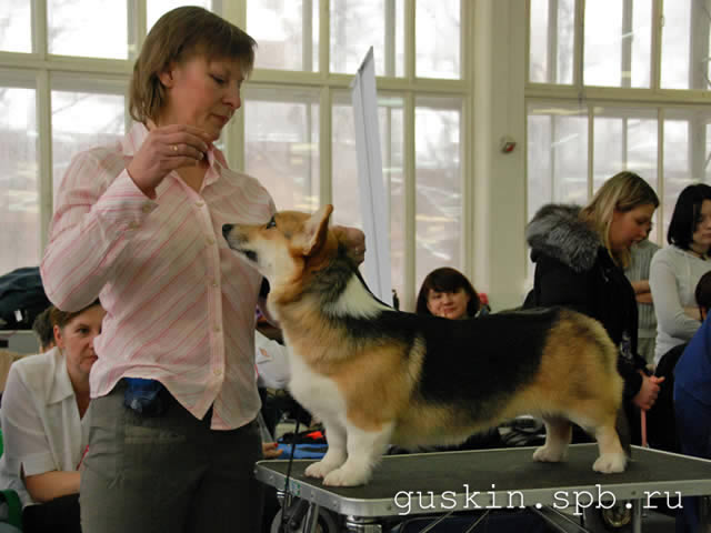   - «-», 6  2011 .  Anneli Sutela. - . ,  . RUS GLAMUR DOLGOZHDANNAYA RADOST, -2, R.CW, .