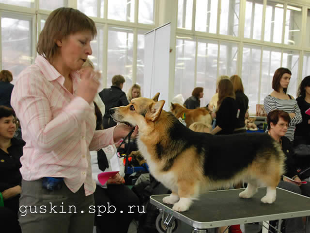   - «-», 6  2011 .  Anneli Sutela. - . ,  . RUS GLAMUR GRAND PRIX, -1, CW, , -4.