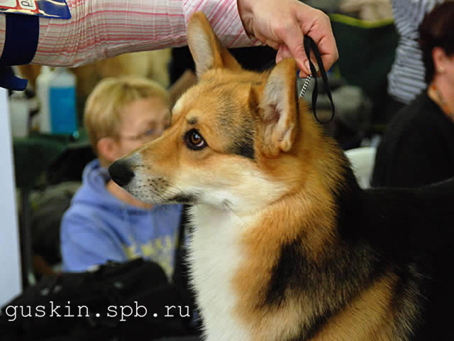   - «-», 6  2011 .  Anneli Sutela. - . ,  . RUS GLAMUR GRAND PRIX, -1, CW, , -4.