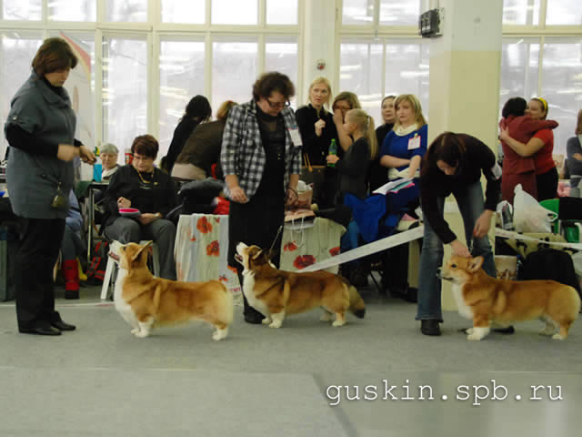   - «-», 6  2011 .  Anneli Sutela. - . ,   (ANDVOL YA TVOY KUMIR, CORGI-STYLE EROSHKA  GARDIAN ENZHEL ZIGZAG UDACHI).