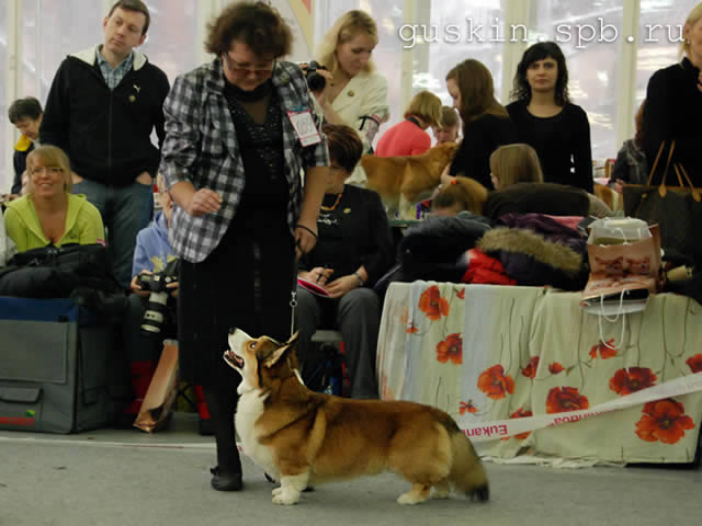   - «-», 6  2011 .  Anneli Sutela. - . ,  . CORGI-STYLE EROSHKA,  .