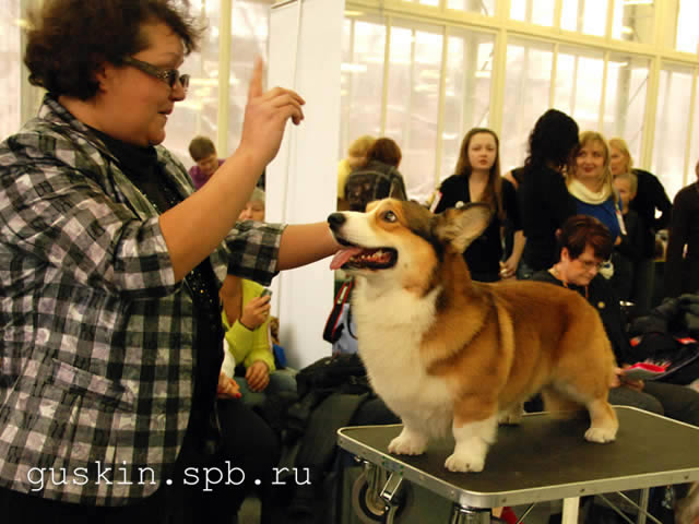  - «-», 6  2011 .  Anneli Sutela. - . ,  . CORGI-STYLE EROSHKA,  .