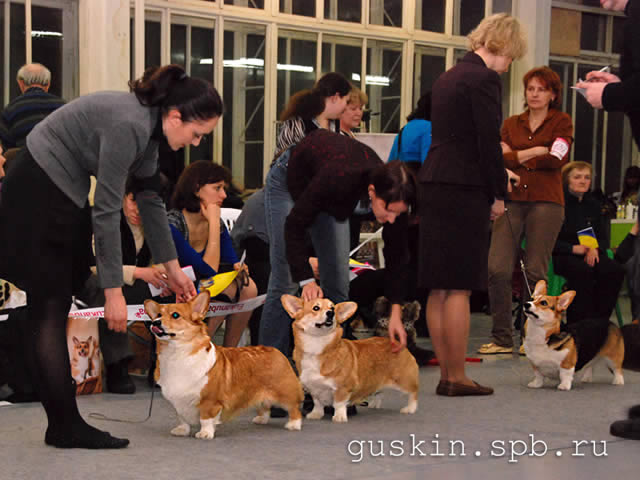  - «-», 6  2011 .  Anneli Sutela. - . ,   (CORGI-STYLE GRASSY, EKSPO-MARGARET'S NEBESNAYA LASTOCHKA  HAILAIT'S ILANG-ILANG).