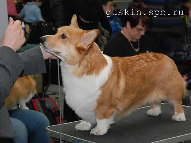   - «-», 6  2011 .  Anneli Sutela. - . ,  . CORGI-STYLE GRASSY, .