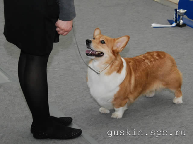   - «-», 6  2011 .  Anneli Sutela. - . ,  . CORGI-STYLE GRASSY, .