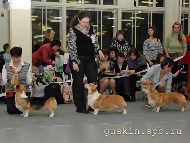   - «-», 6  2011 .  Anneli Sutela. - . ,   (ANDVOL NIAGARA NEGRO, CORGI-STYLE DANELLA  INGERMANLANDIJA MOYA LUBOV).