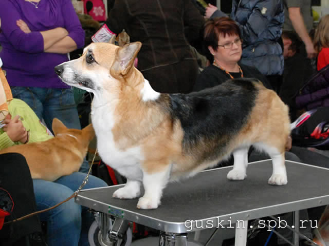   - «-», 6  2011 .  Anneli Sutela. - . ,  . CORGI-STYLE DANELLA,  .