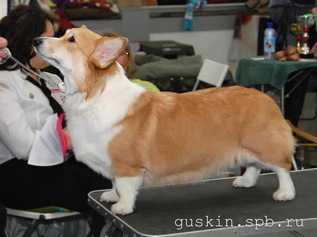   - «-», 6  2011 .  Anneli Sutela. - . ,  . CORGI-STYLE DANELLA,  .