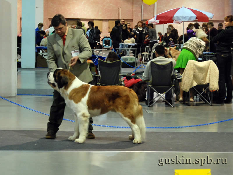      2009.  , ,  , ROYAL BERNI CABU, ., CW,  CAC, BOS, CACIB