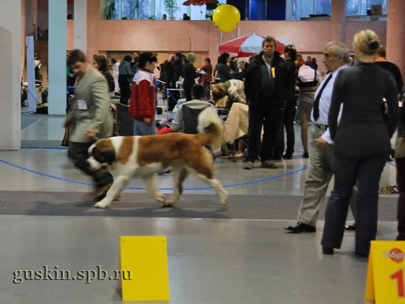      2009.  , ,  , ROYAL BERNI CABU, ., CW,  CAC, BOS, CACIB
