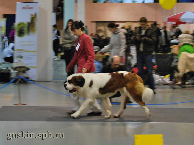     2009.  , ,  , ROYAL BERNI ARAMIS, .-1, 