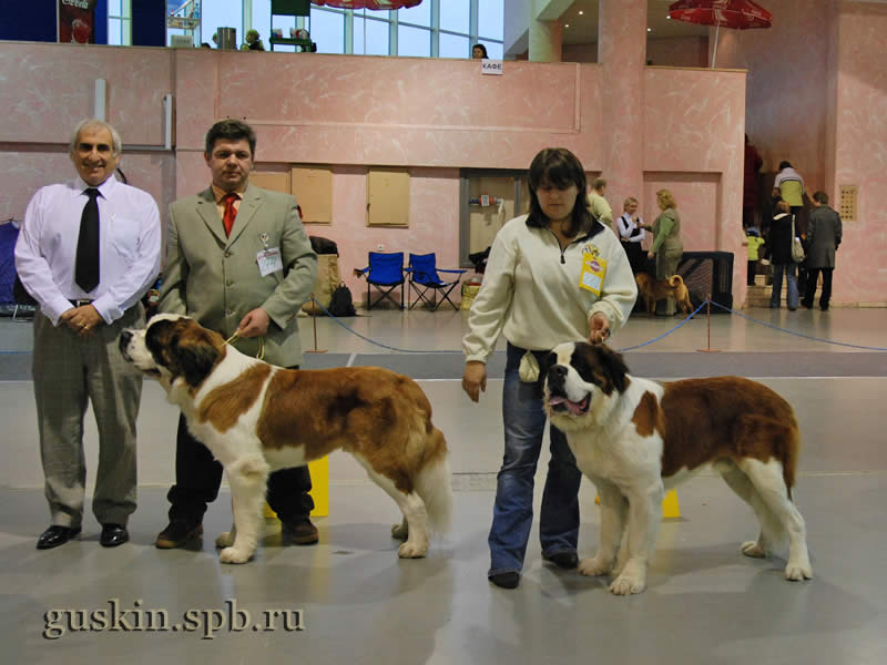      2009.  , ROYAL BERNI CABU, , CACIB   - , RCACIB.    ()