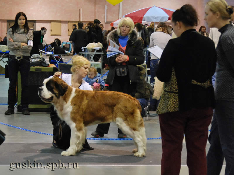      2009.  , ,  , EST KALVANA STEFFI QUEEN, .-1, CW,  CAC, CACIB, BOB