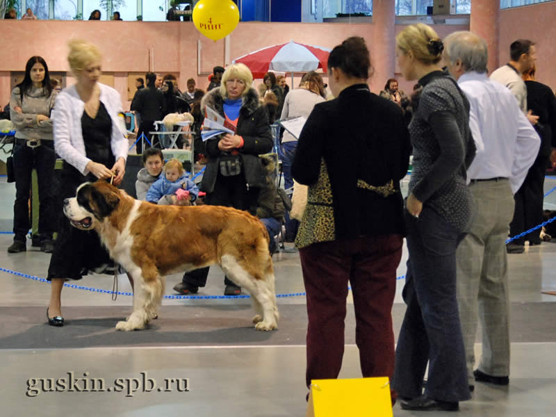      2009.  , ,  , EST KALVANA STEFFI QUEEN, .-1, CW,  CAC, CACIB, BOB