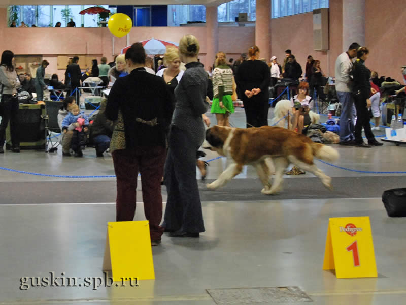      2009.  , ,  , EST KALVANA STEFFI QUEEN, .-1, CW,  CAC, CACIB, BOB