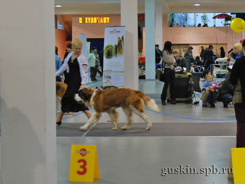      2009.  , ,  , EST KALVANA STEFFI QUEEN, .-1, CW,  CAC, CACIB, BOB