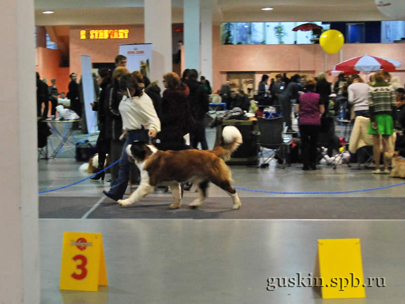      2009.  , ,  , NAVILOTOSH ZALIS ZETUAL, ., CW, CAC, RCACIB