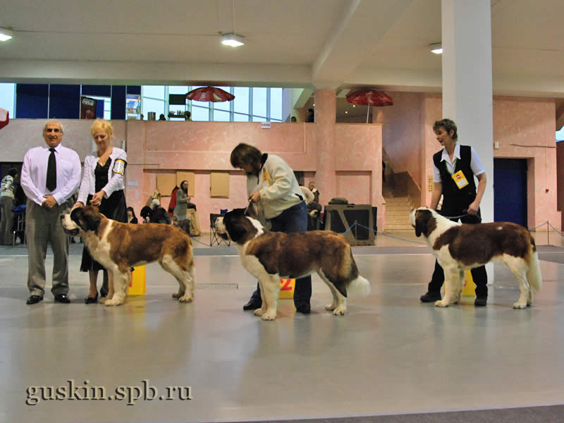      2009.  , , EST KALVANA STEFFI QUEEN (CACIB), NAVILOTOSH ZALIS ZETUAL (RCACIB)  NAVILOTOSH ZHIVANSHI ZHERMINAL.    ()