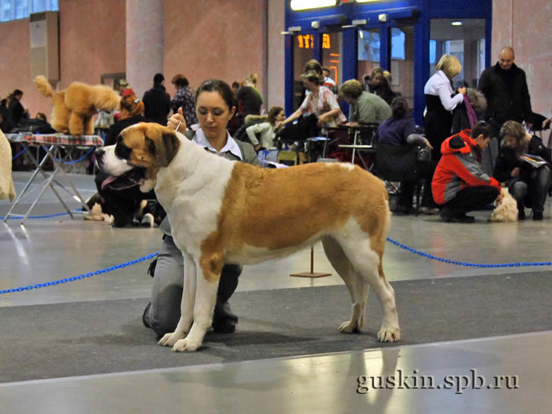      2009.  , ,  , DEY STAR ZHEMCHUZHINA NAVILOTOSH, .-1, CW, CAC, CACIB, BOB.   