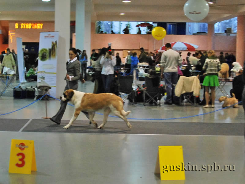      2009.  , ,  , DEY STAR ZHEMCHUZHINA NAVILOTOSH, .-1, CW, CAC, CACIB, BOB.   