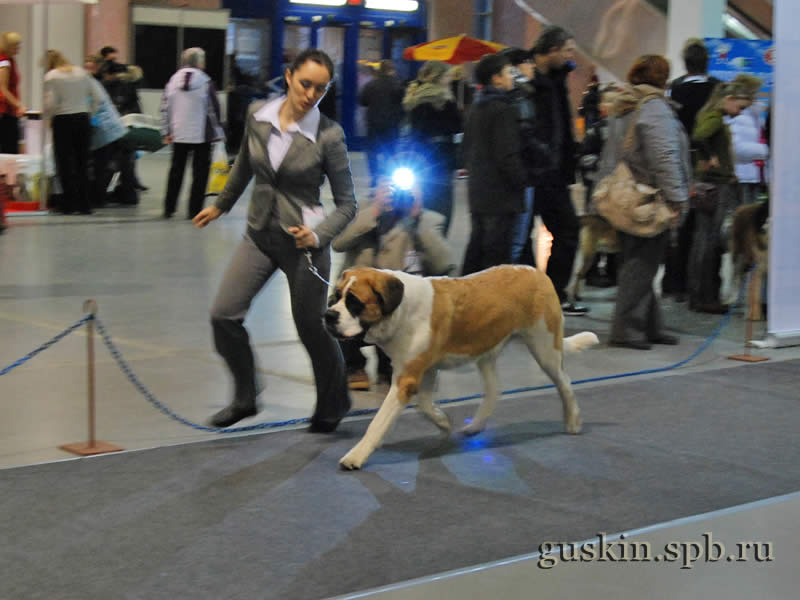      2009.  , ,  , DEY STAR ZHEMCHUZHINA NAVILOTOSH, .-1, CW, CAC, CACIB, BOB.   